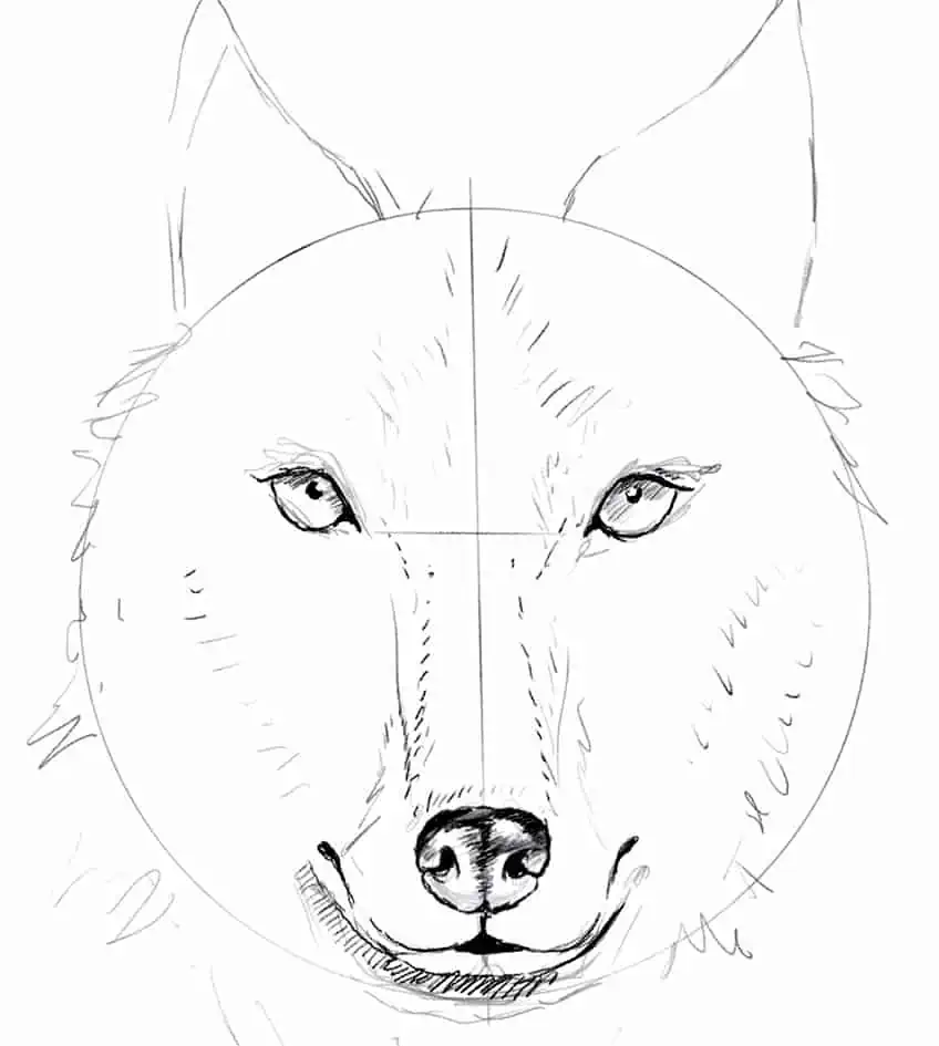 Wolf Drawing 08