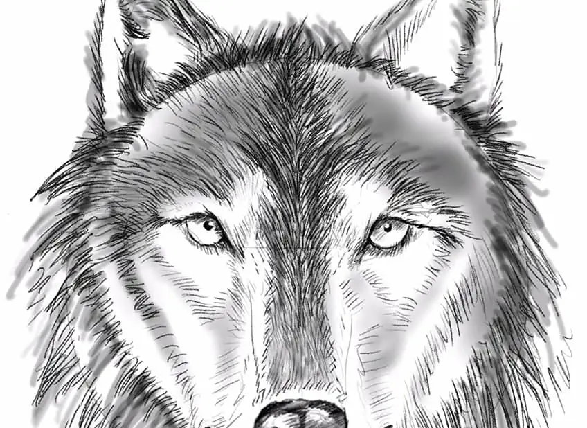 Wolf Drawing Easy 18