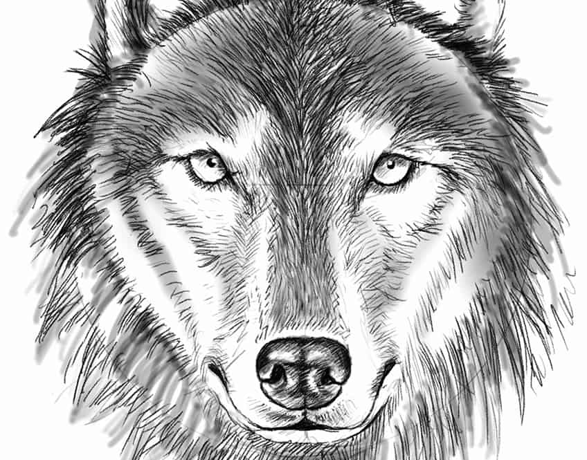 Wolf Drawing Easy 20