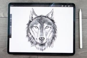 Wolf Head Drawing