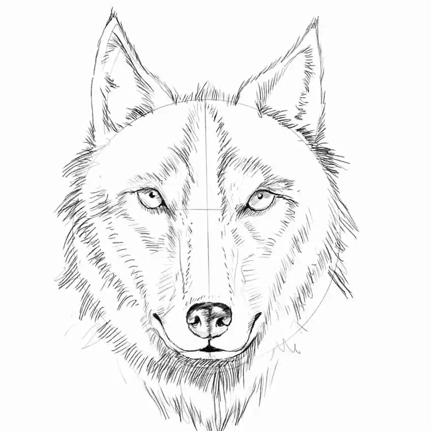 Wolf Sketch 13
