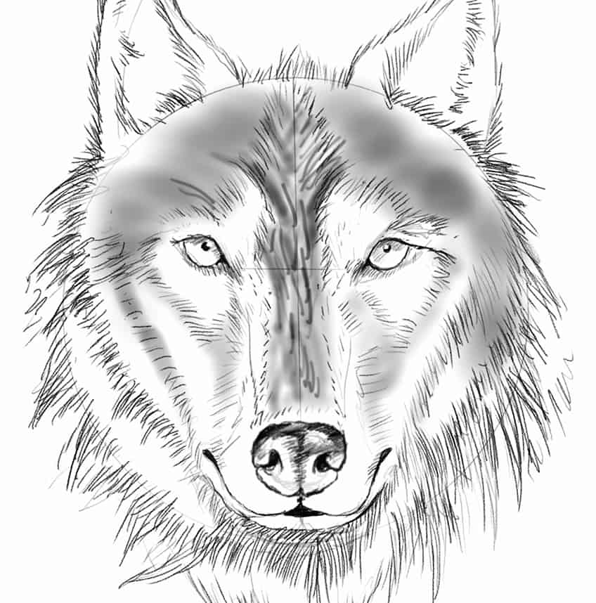Wolf Sketch 15