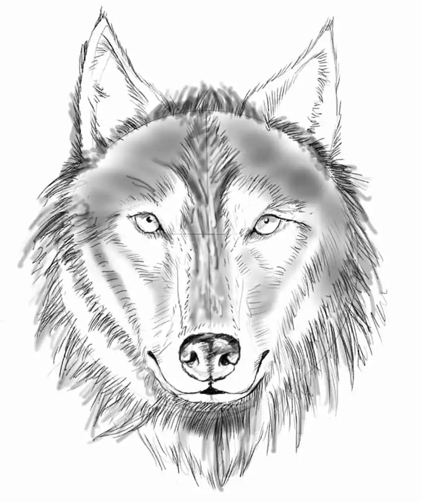 Wolf Sketch 16