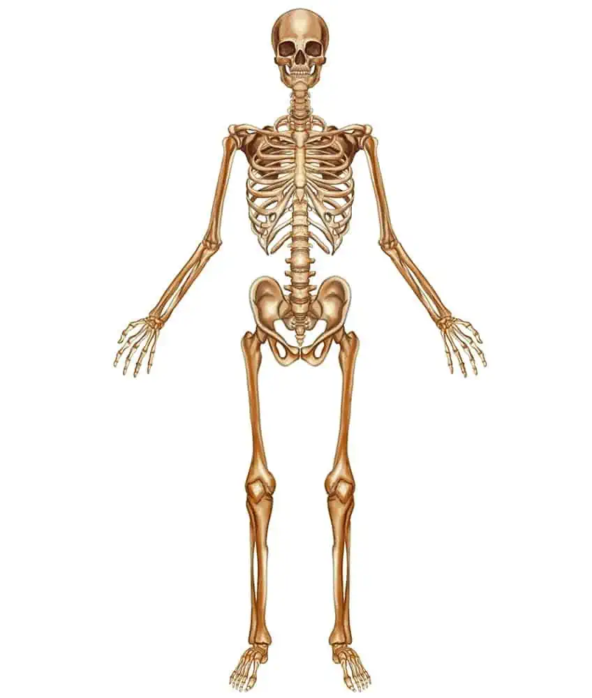 dibujar esqueleto humano