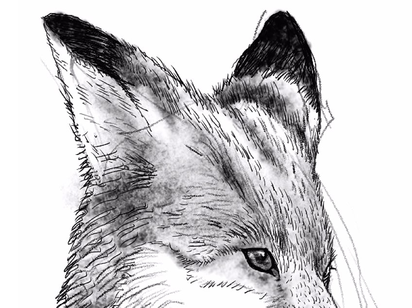 draw a fox easy