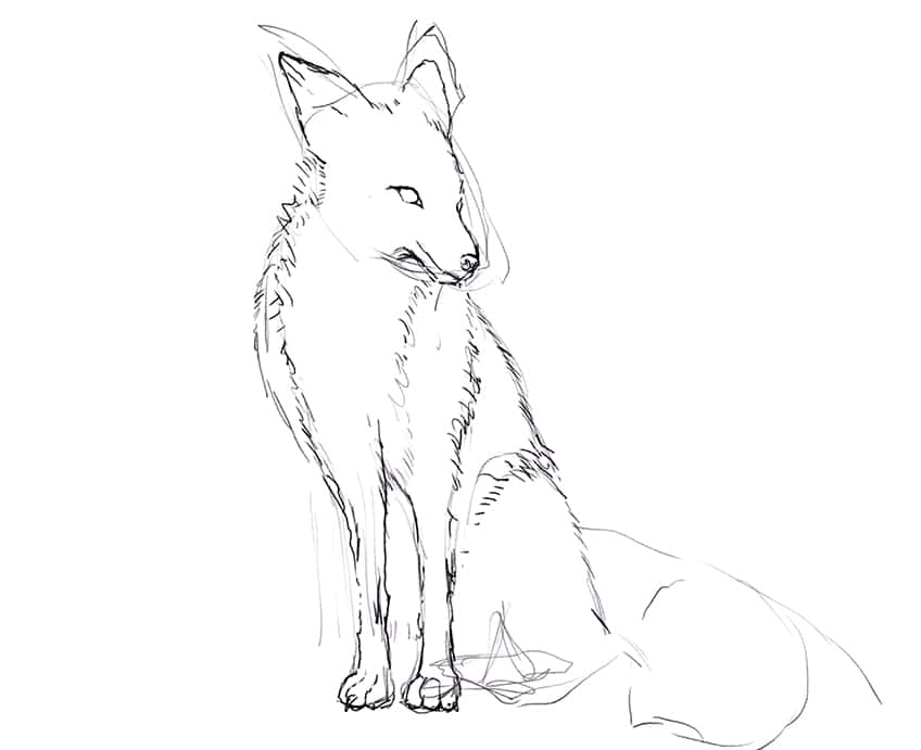 how to draw a fox 04