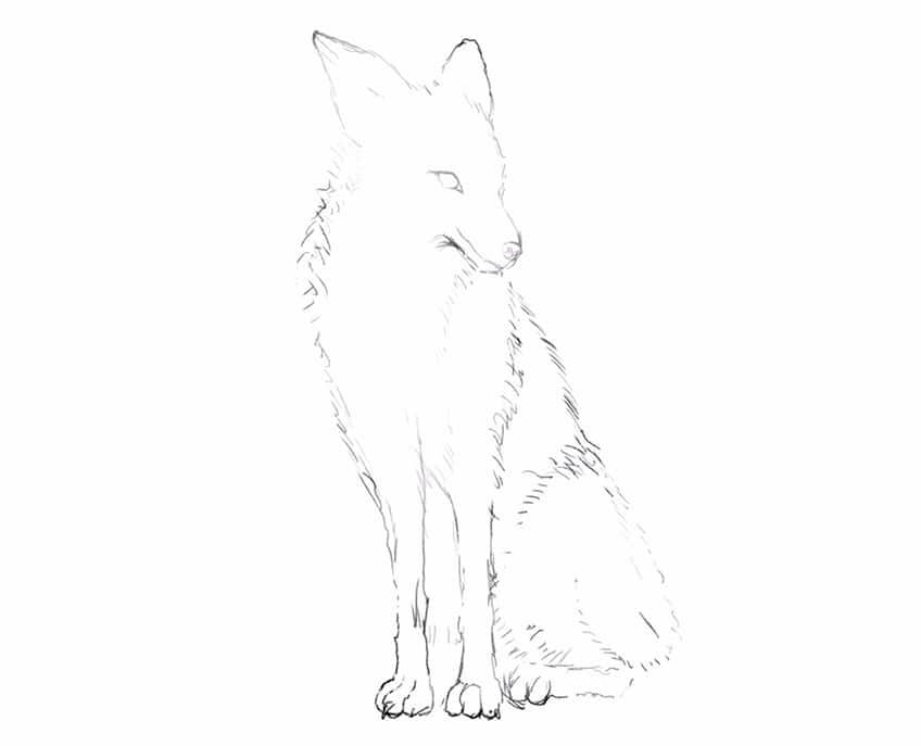 how to draw a fox 05