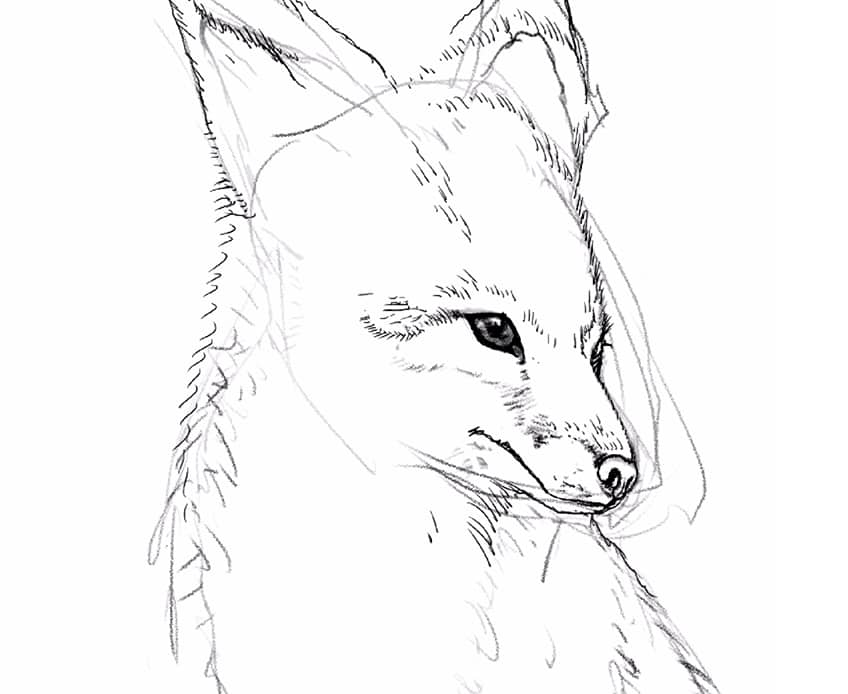 how to draw a fox 06