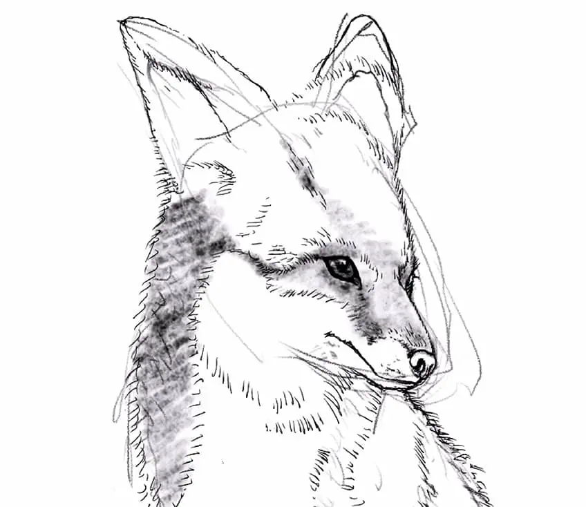 how to draw a fox 11