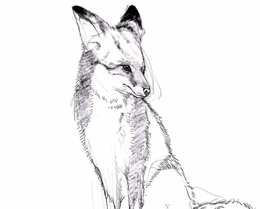 how to draw a fox 12