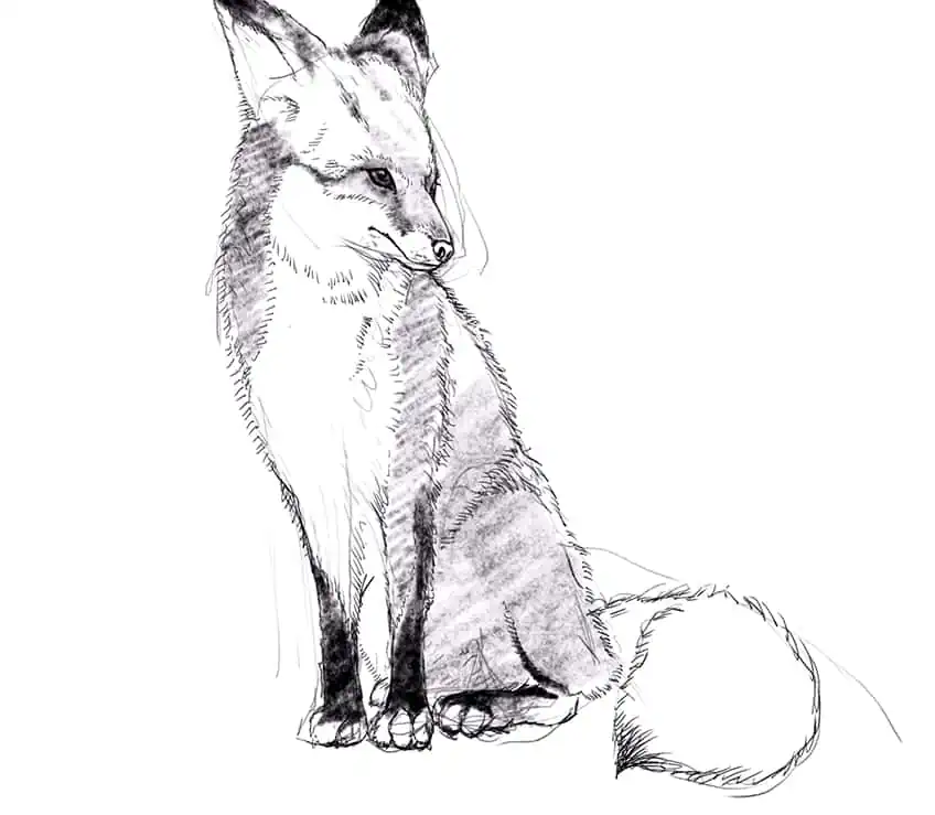 how to draw a fox 13