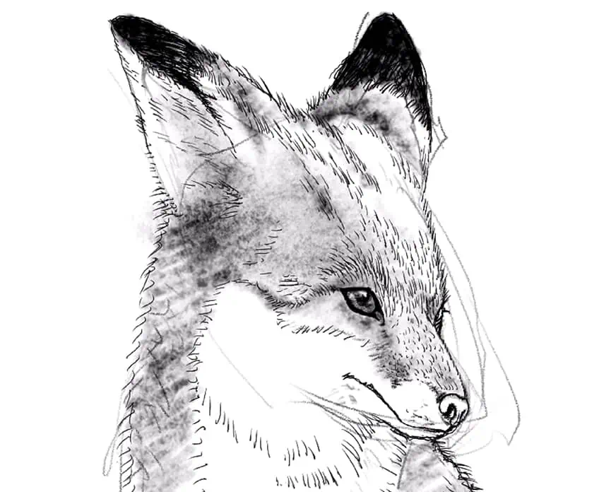 how to draw a fox 14