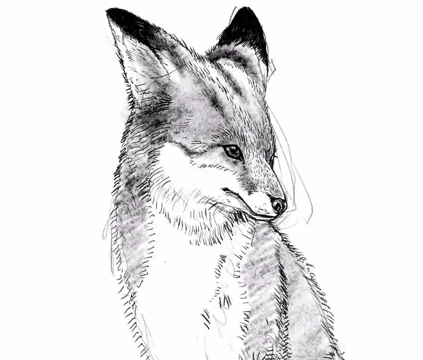 how to draw a fox 15