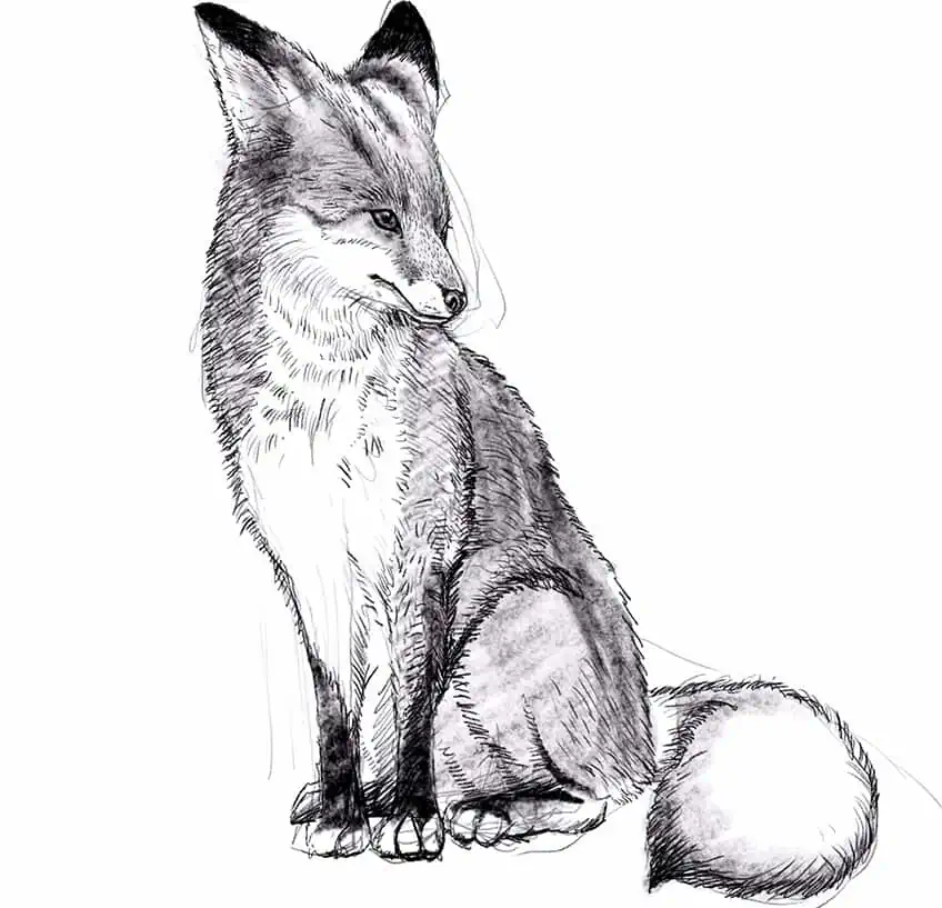 how to draw a fox 19
