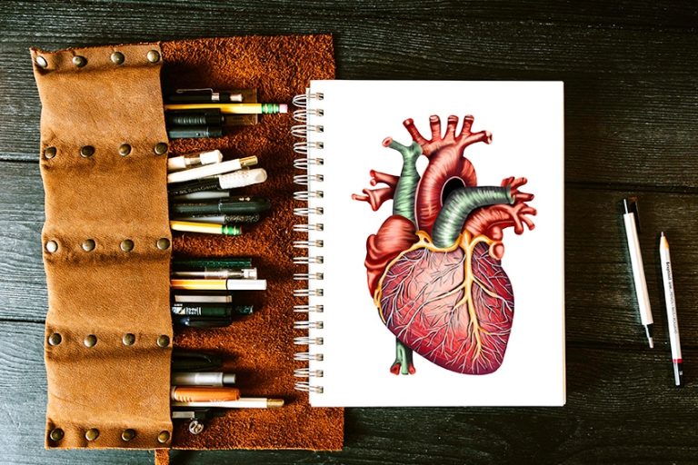 Menschliches Herz zeichnen – Male ein anatomisch korrektes Herz