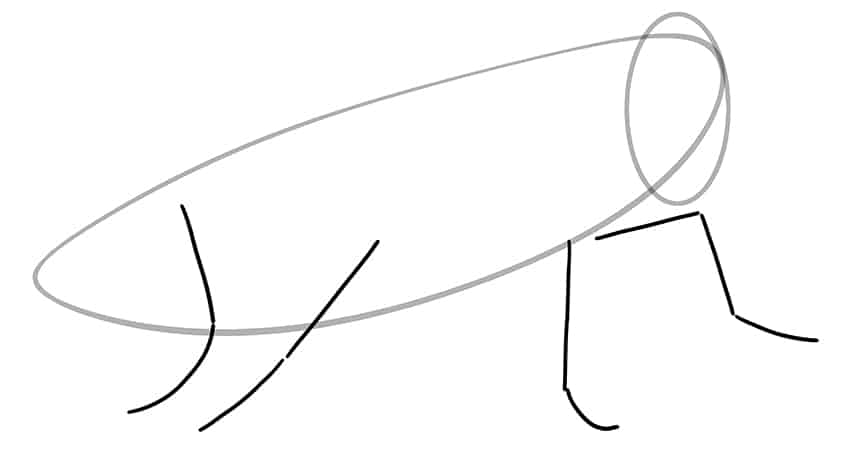 How to Draw a Grasshopper 03