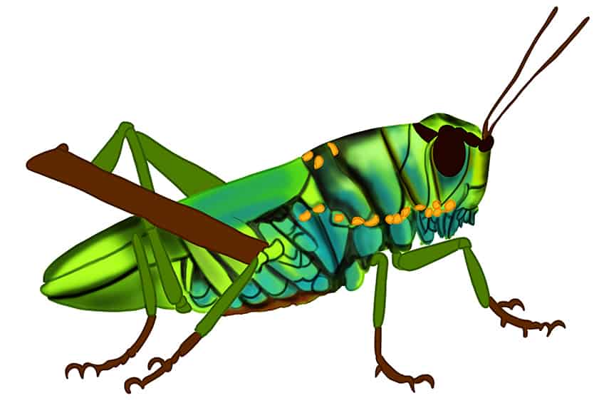 How to Draw a Grasshopper 19