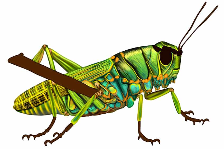 How to Draw a Grasshopper 22