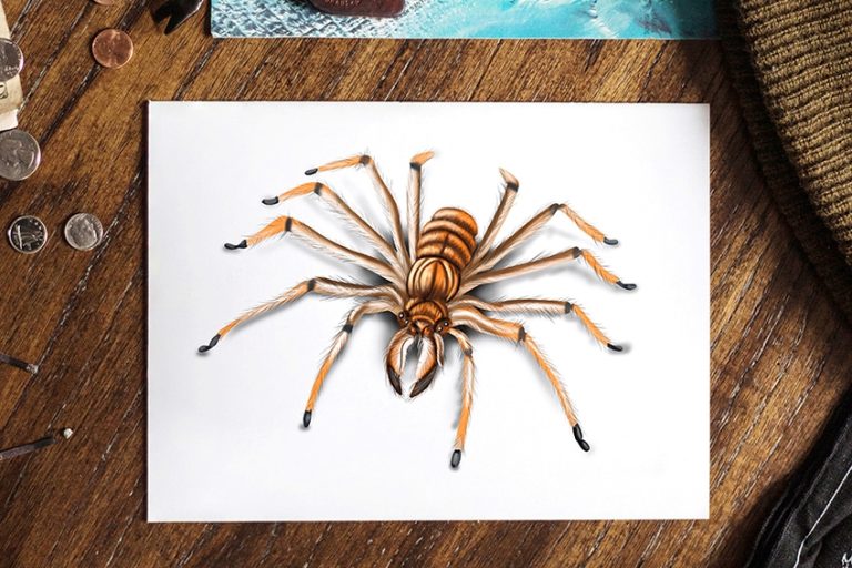 comment dessiner une araignée