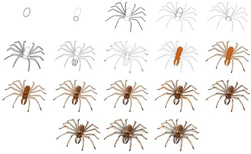 Comment dessiner une araignée - Araignée dessin facile