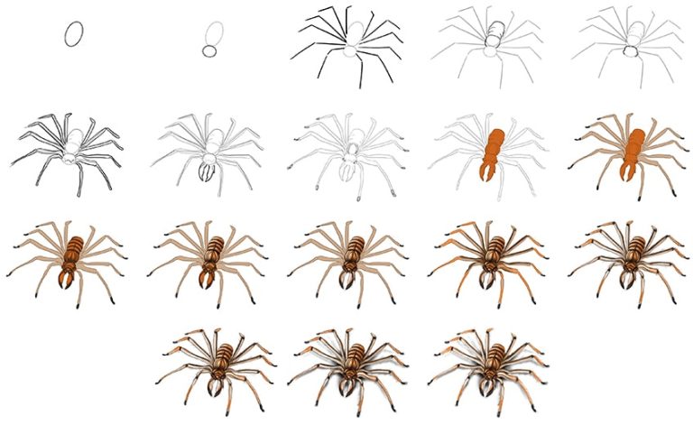 Comment dessiner une araignée - Araignée dessin facile