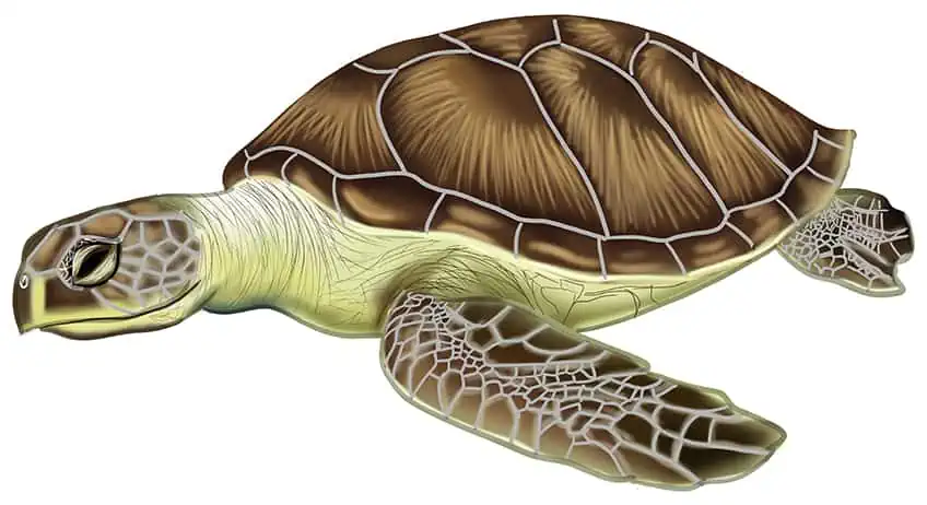 Нарисуйте морскую черепаху 17
