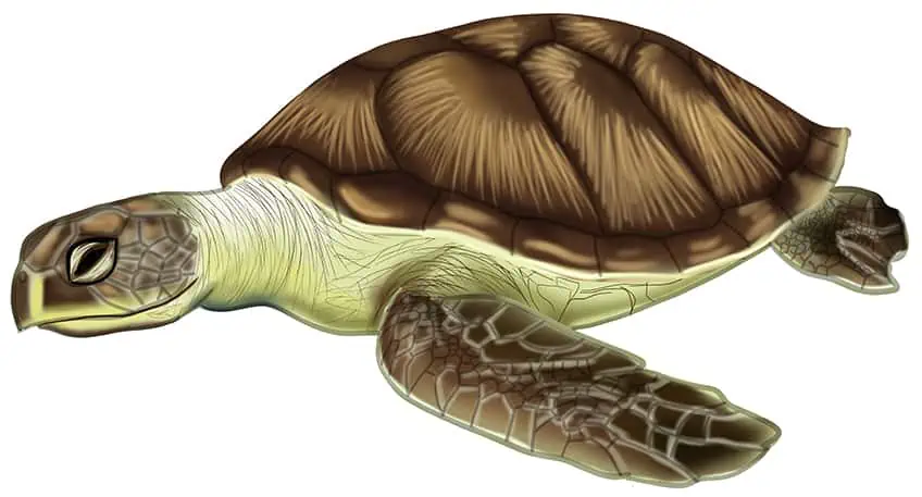 Рисунок морской черепахи 16