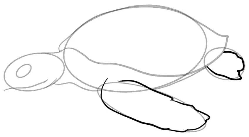Как нарисовать морскую черепаху 07