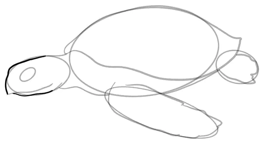 Как нарисовать морскую черепаху 08