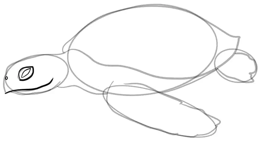 Как нарисовать морскую черепаху 09