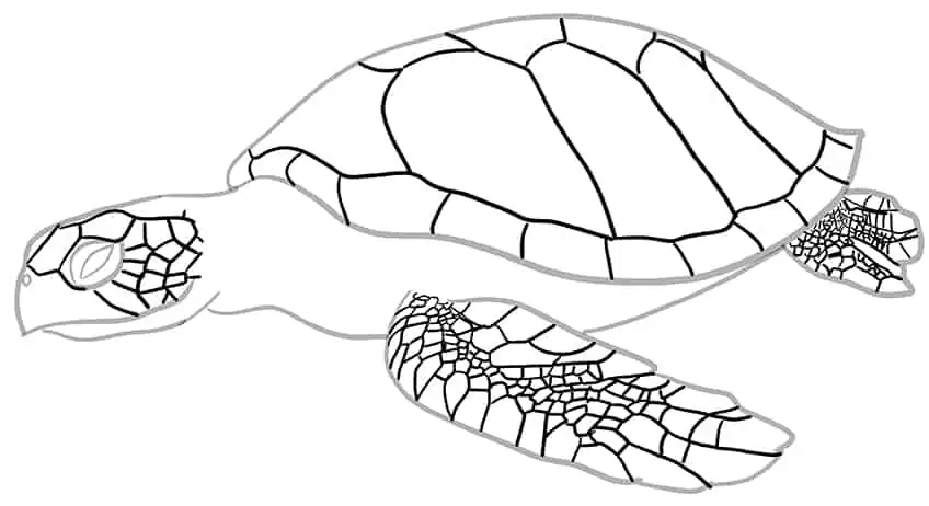 Как нарисовать морскую черепаху 10