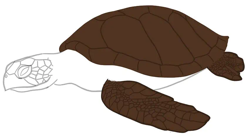 Как нарисовать морскую черепаху 11