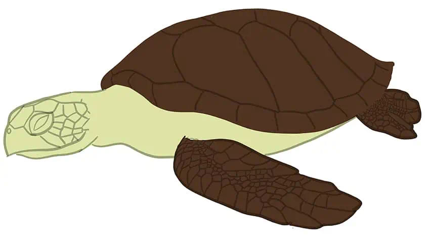Как нарисовать морскую черепаху 12