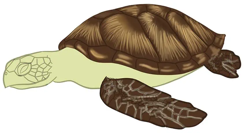 Как нарисовать морскую черепаху 13
