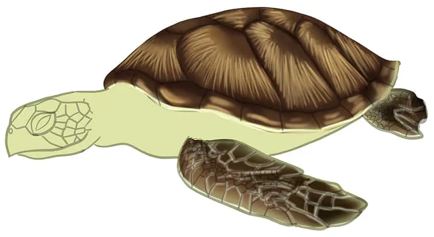 Как нарисовать морскую черепаху 14