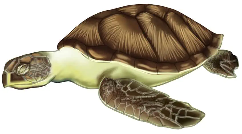 Как нарисовать морскую черепаху 15