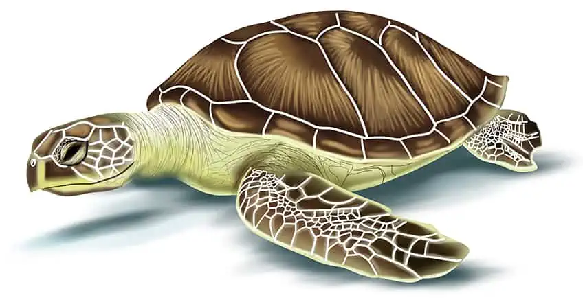 Иллюстрация морской черепахи 19