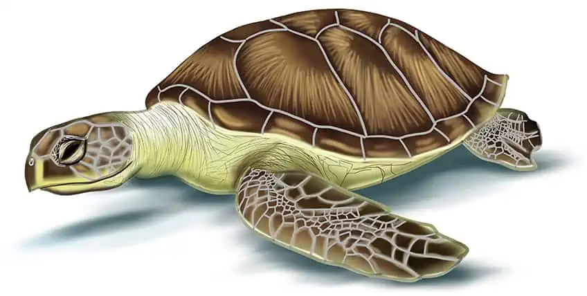 Морская черепаха Эскиз 18