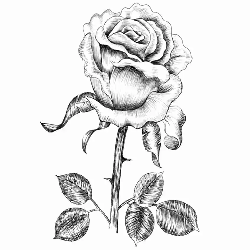 como dibujar rosas