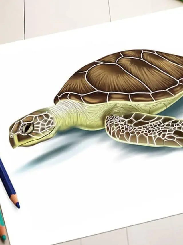 How to Draw a Sea Turtle – An Easy Drawing Tutorial!