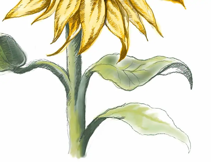 drawings of sunflowers