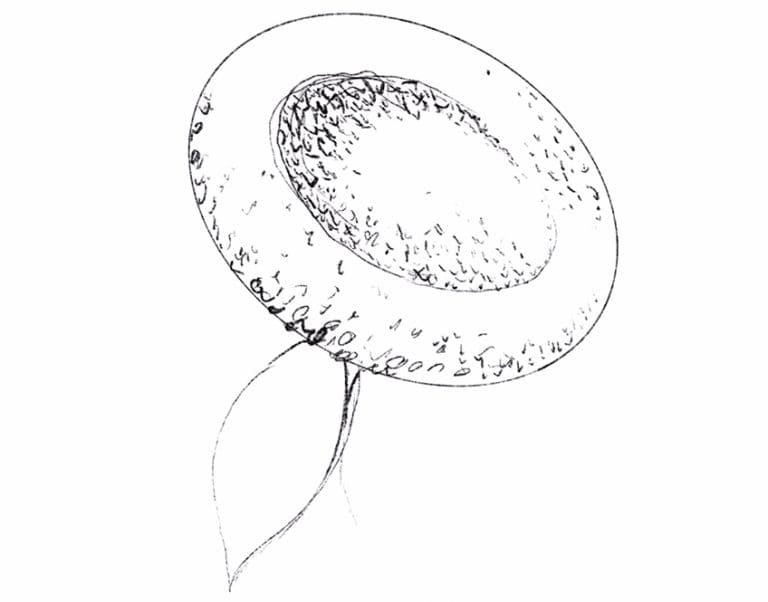  Sonnenblume zeichnen lernen - Einfach und schnell Bildidee 