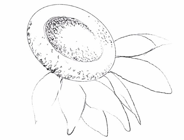  Sonnenblume zeichnen lernen - Einfach und schnell Illustration 