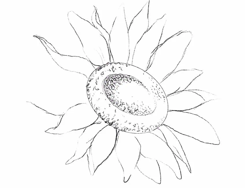 how to draw a sunflower 05