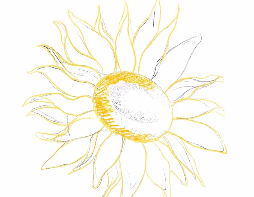 how to draw a sunflower 09