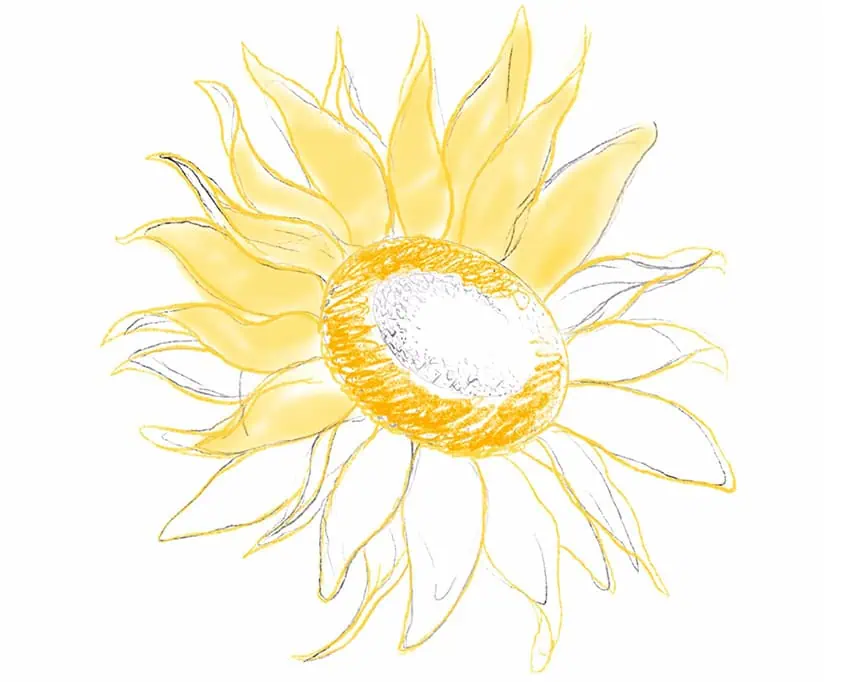 how to draw a sunflower 10