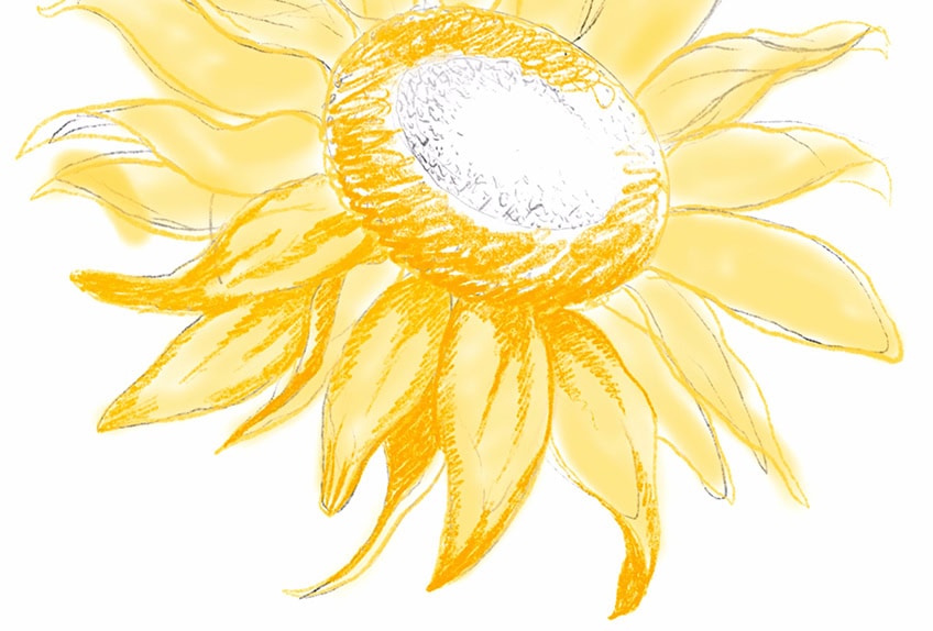 how to draw a sunflower 12