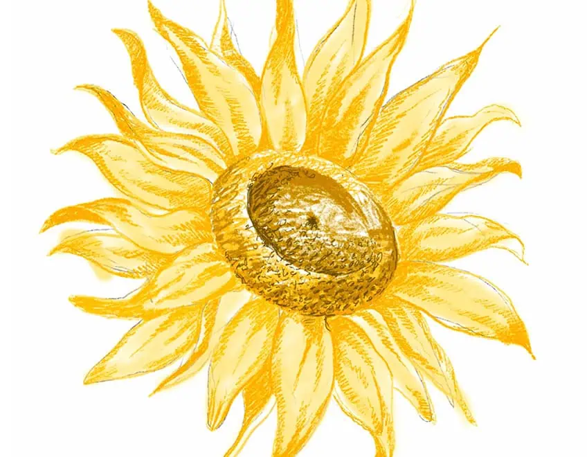 how to draw a sunflower 15