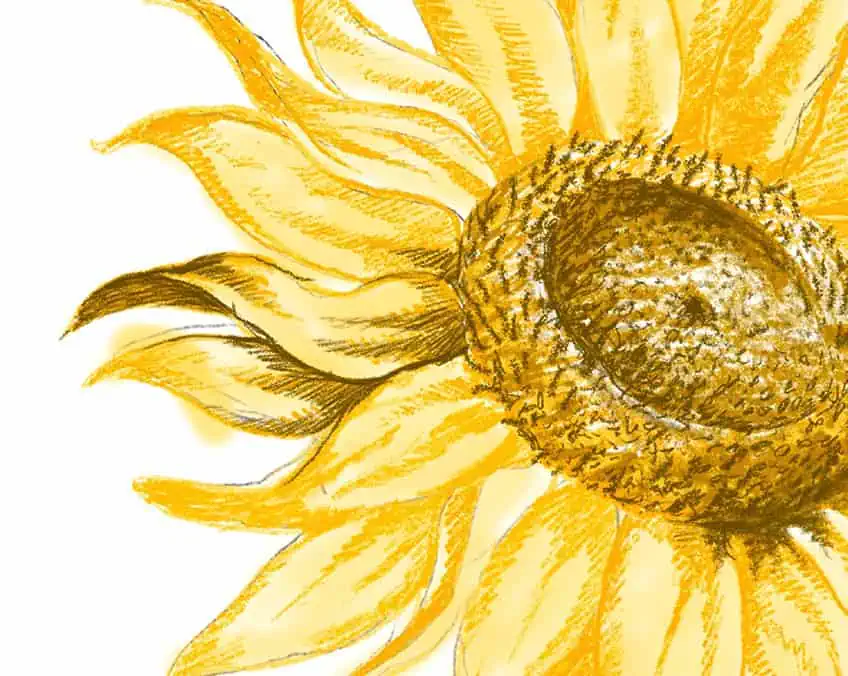 how to draw a sunflower 16