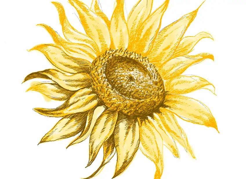 how to draw a sunflower 18